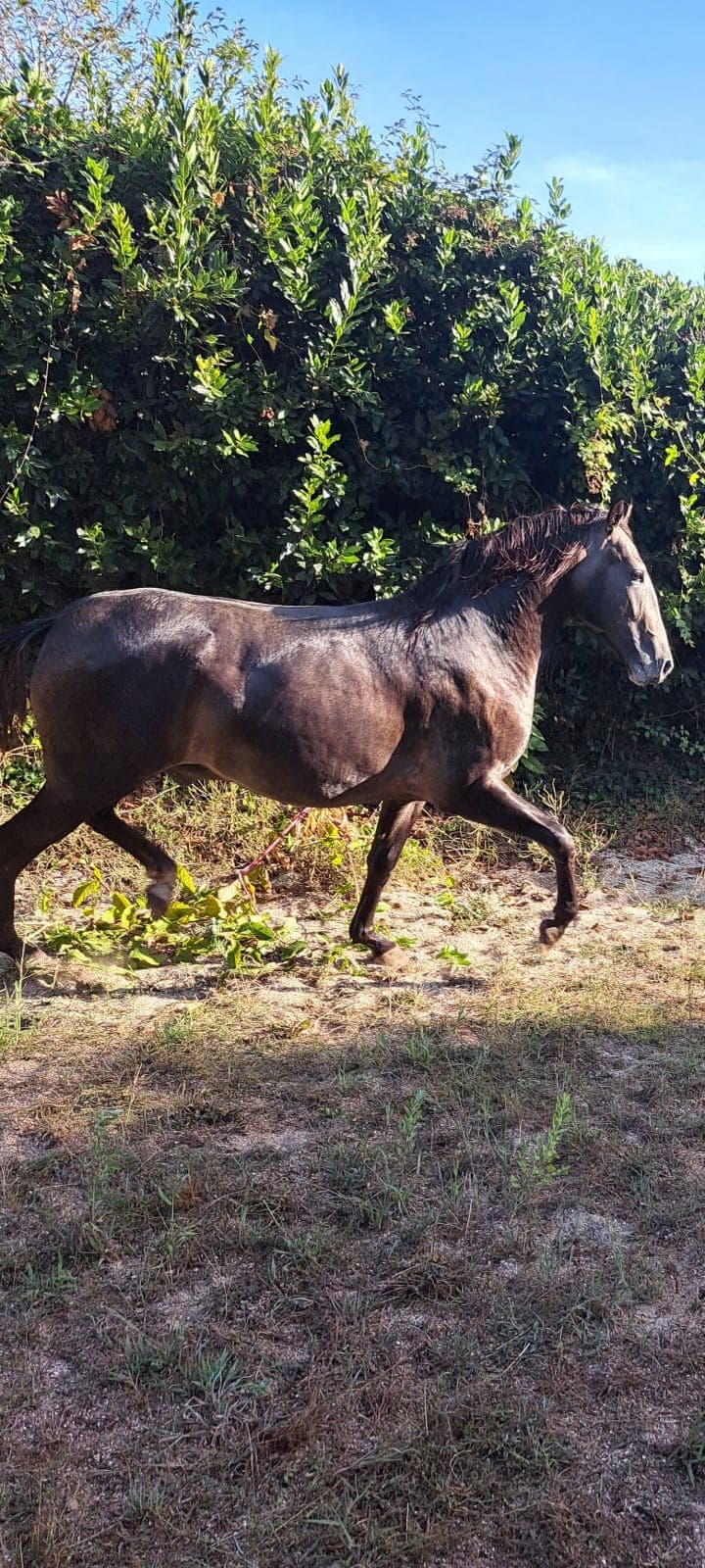 Purebred Lusitano Colt – Uranio – 26 months – 155 cm – Grey