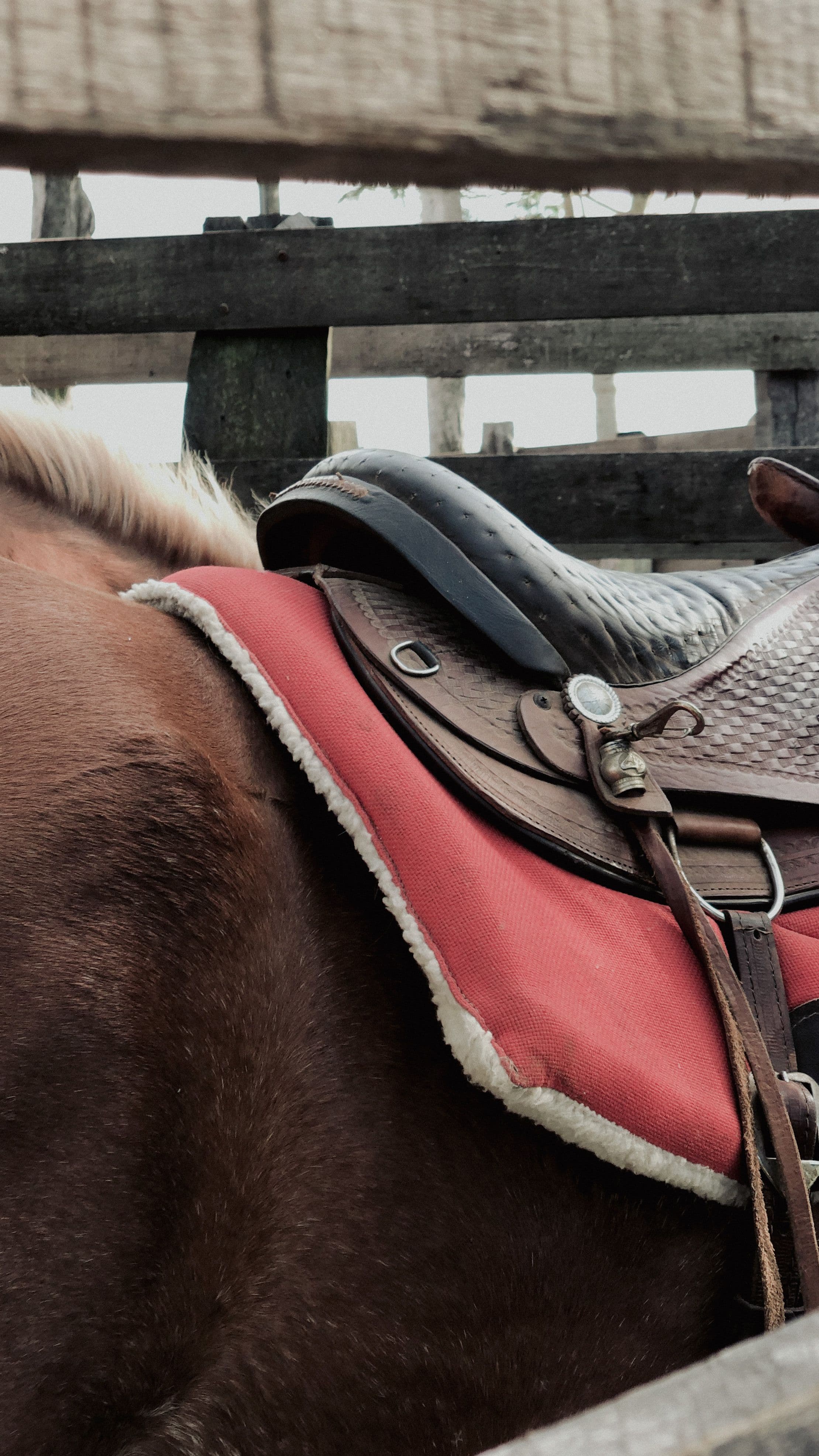 Prestige Lusitano Saddle