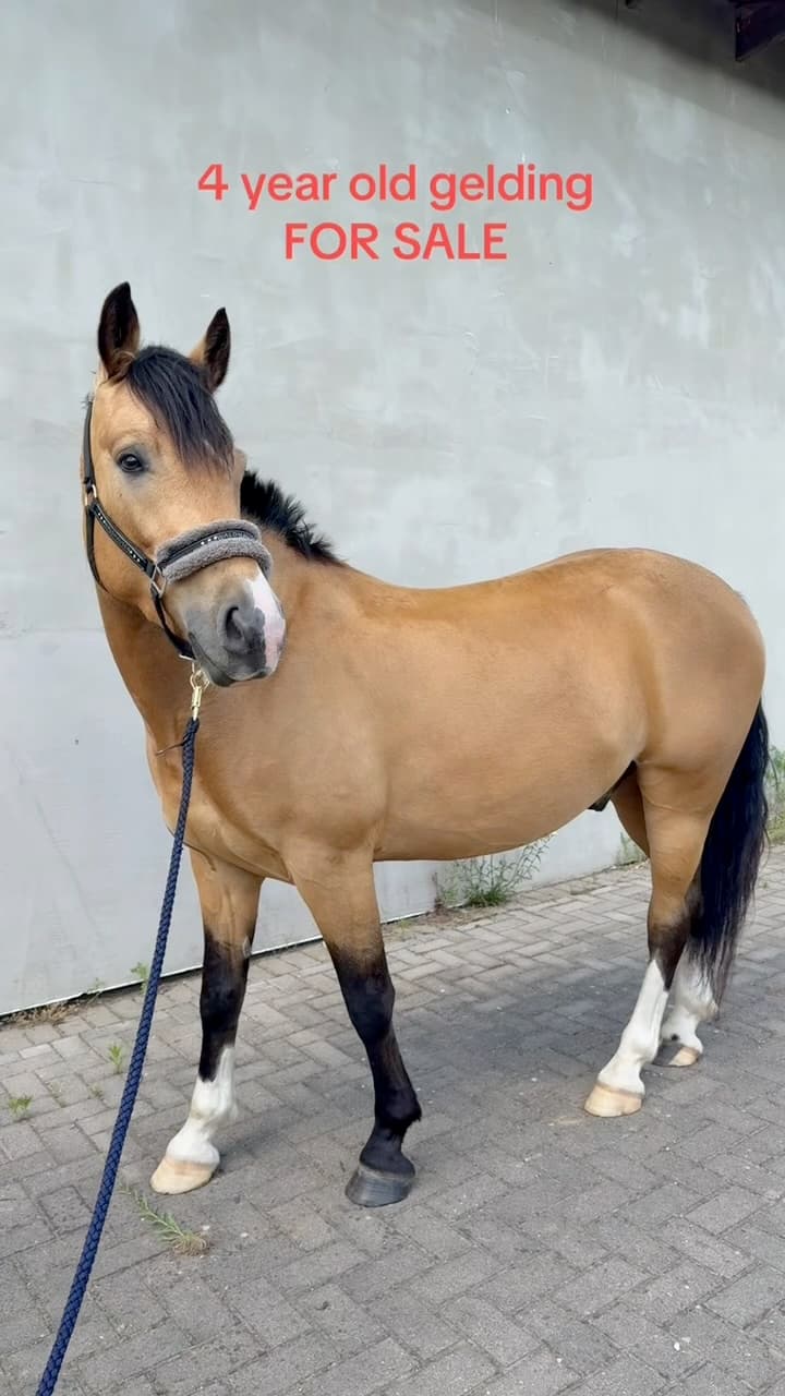 Napoli – Promising 4-Year-Old Gelding for the Future!