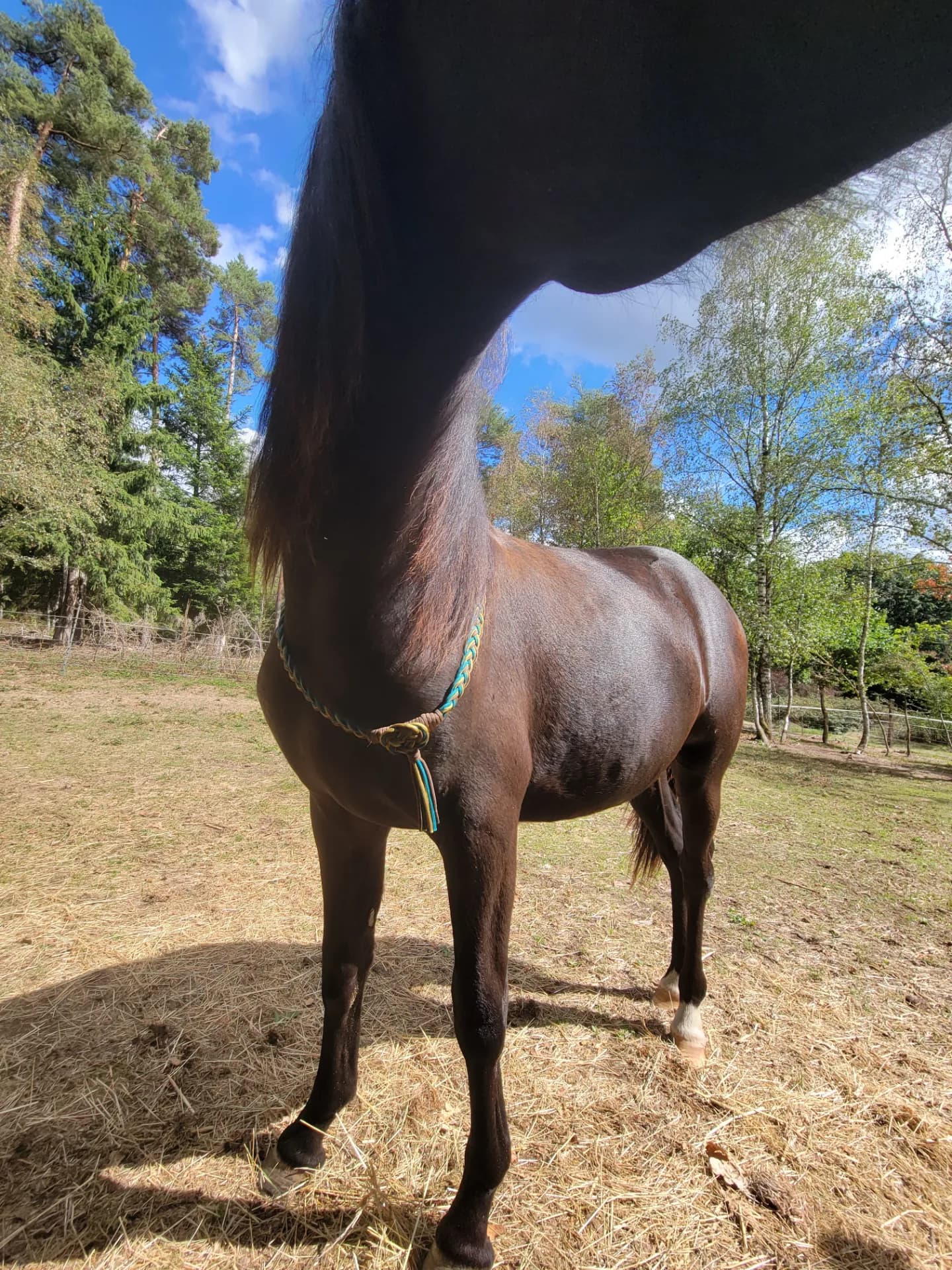 Cordelette équitation poney