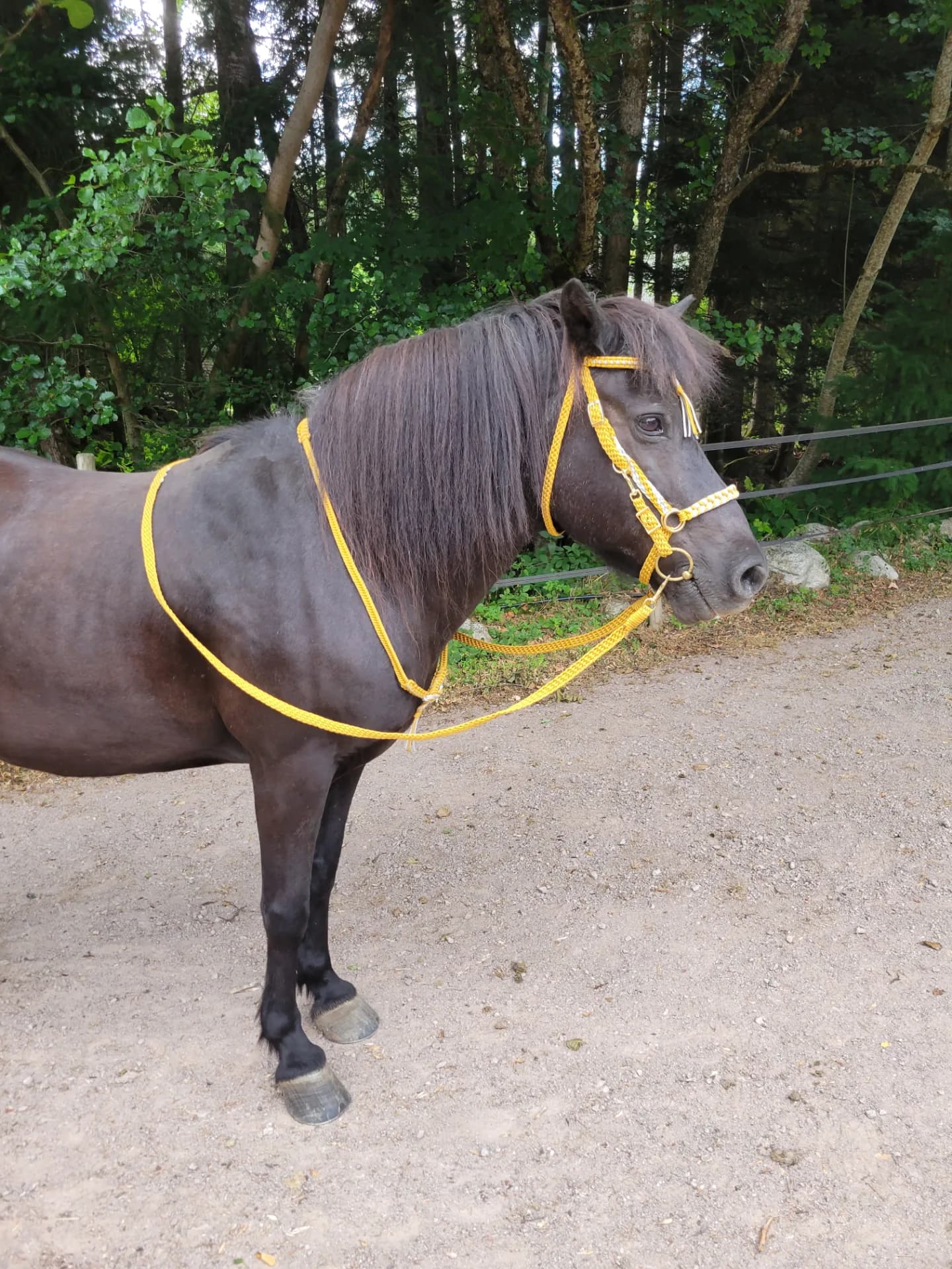 Bridon sidepull, rênes et cordelette