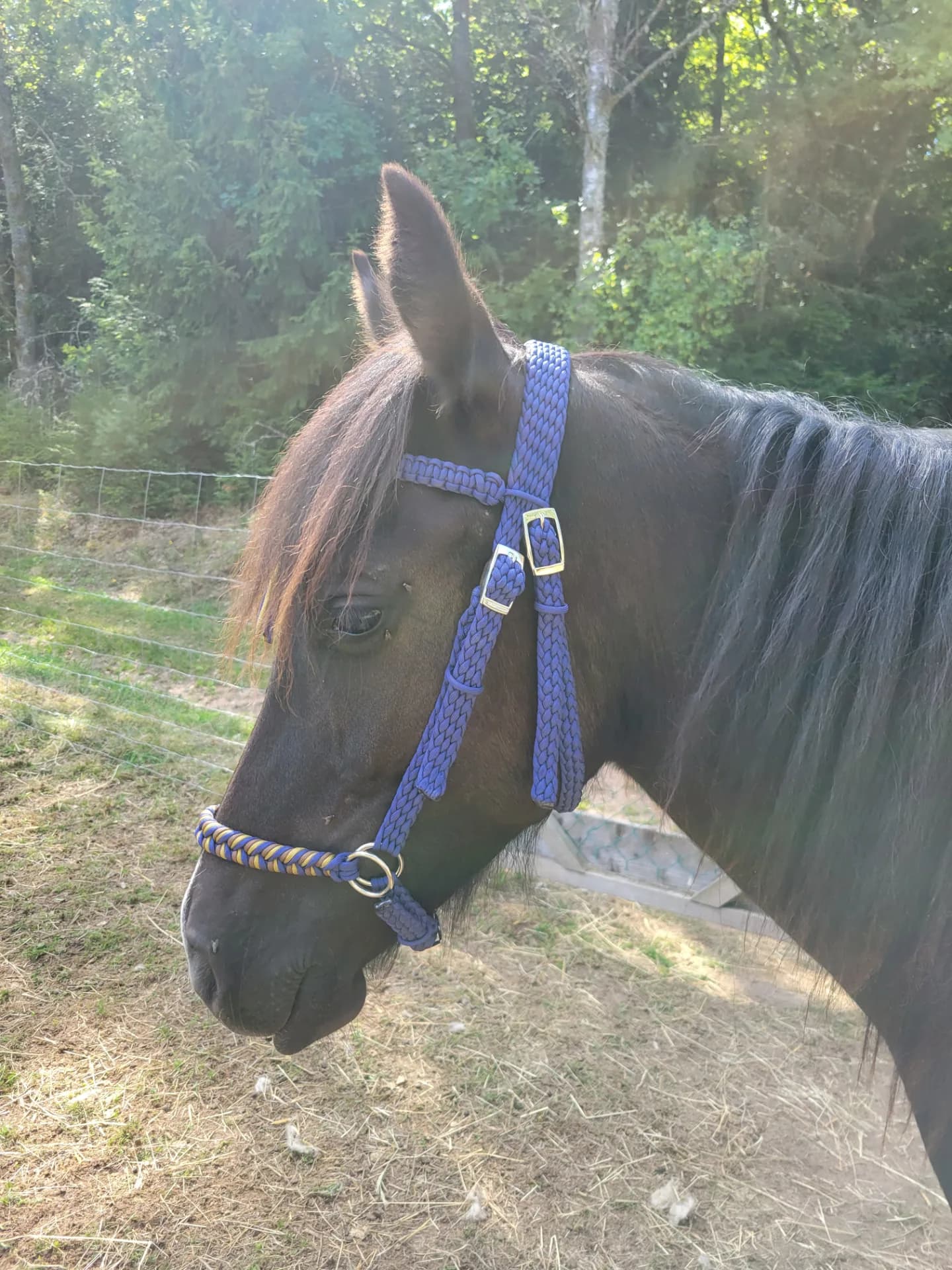 Bridon sidepull tressé cheval