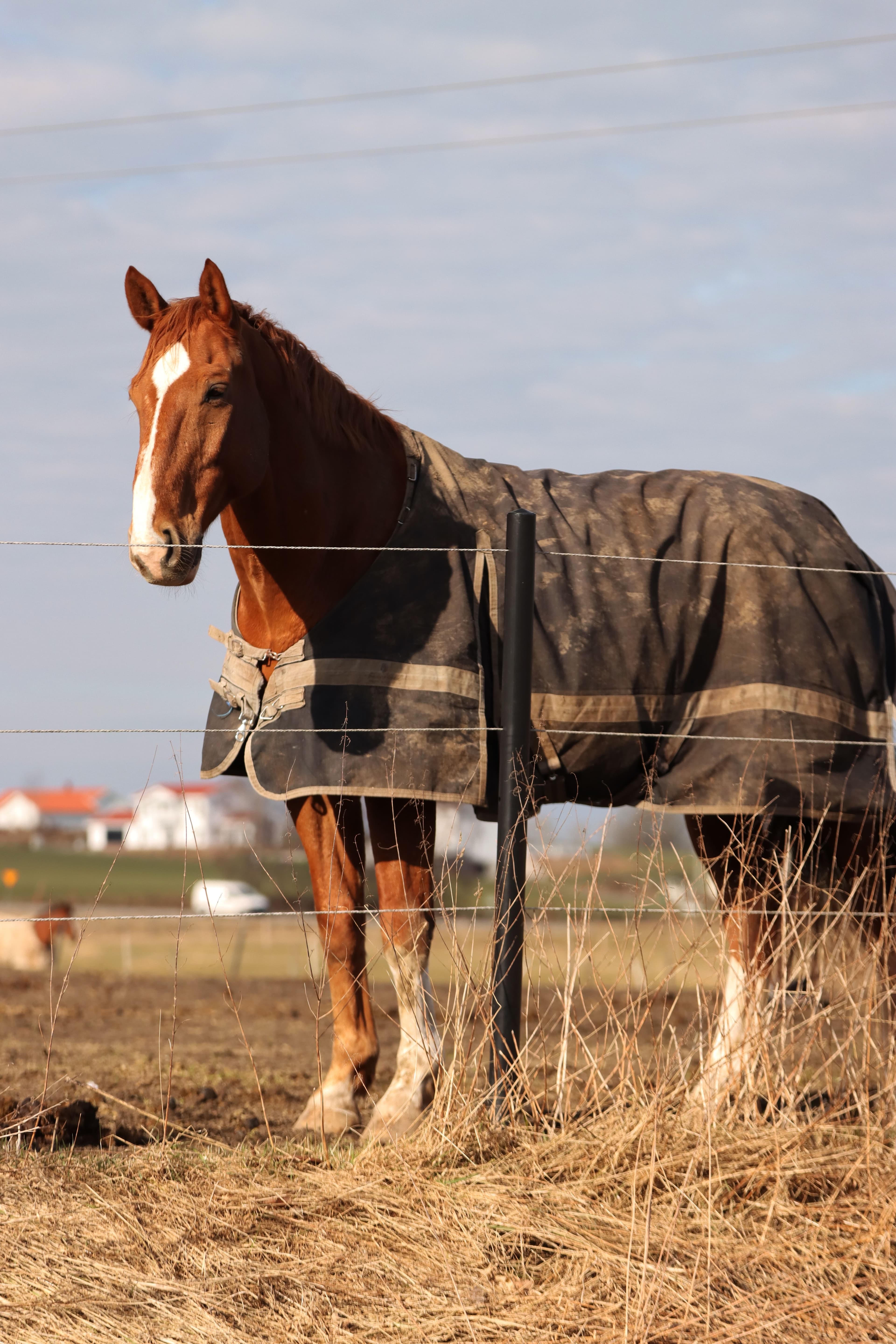 Bucas Freedom Turnout Rug Set