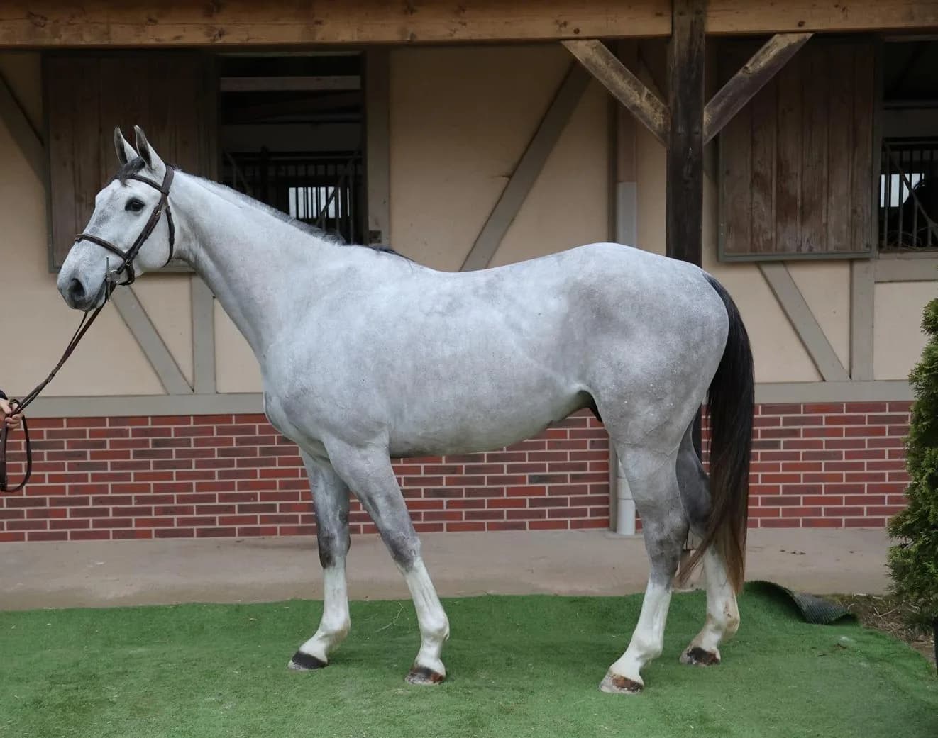 6-year-old Selle Français gelding – 1.65 m Qualified for the 2026 Show Jumping & Hunter Finals – Ready at 1.30 / 1.35 m