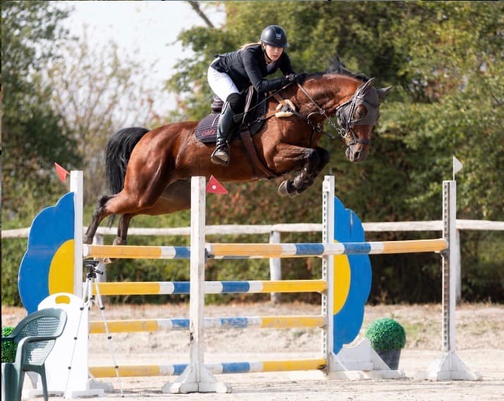 Show jumping gelding, 11 years old