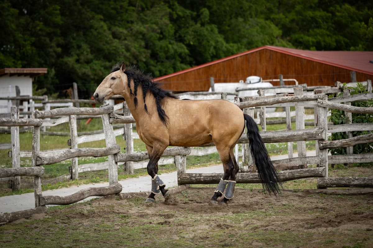 Veredus Carbon Gel Tendon Boots