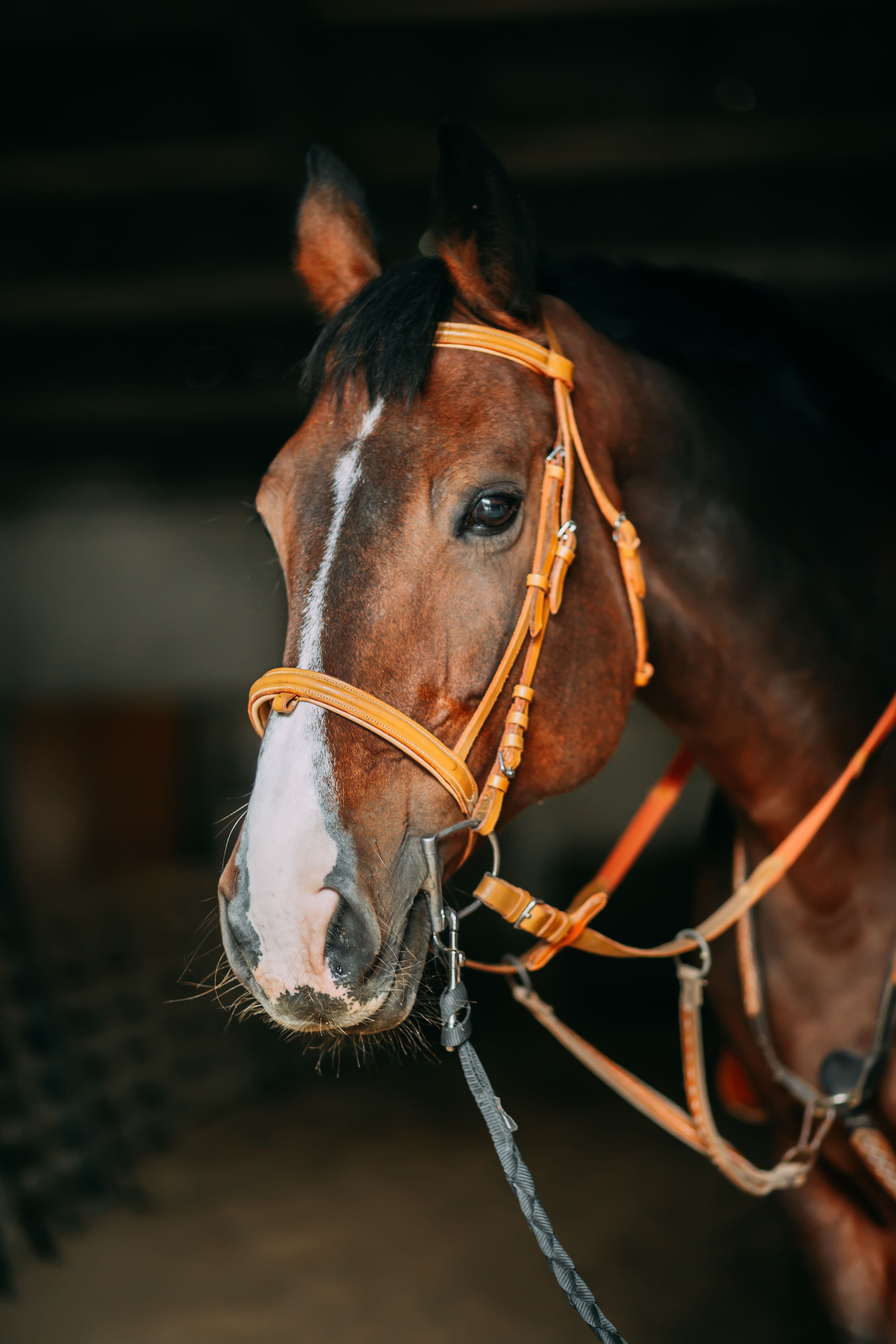 PS of Sweden Bridle plus Reins Set