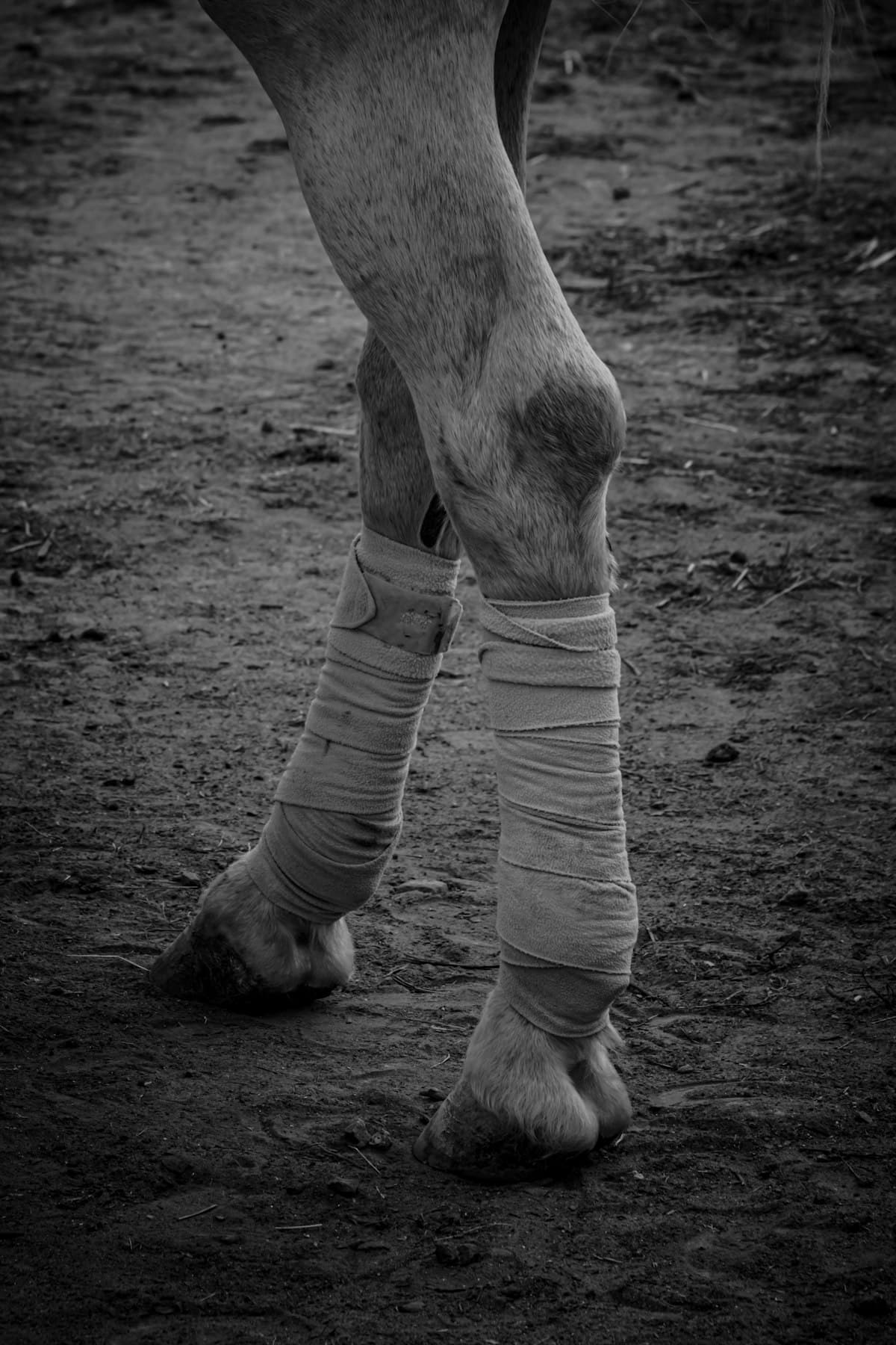 Kentucky Protection Set 4 Boots plus Bell