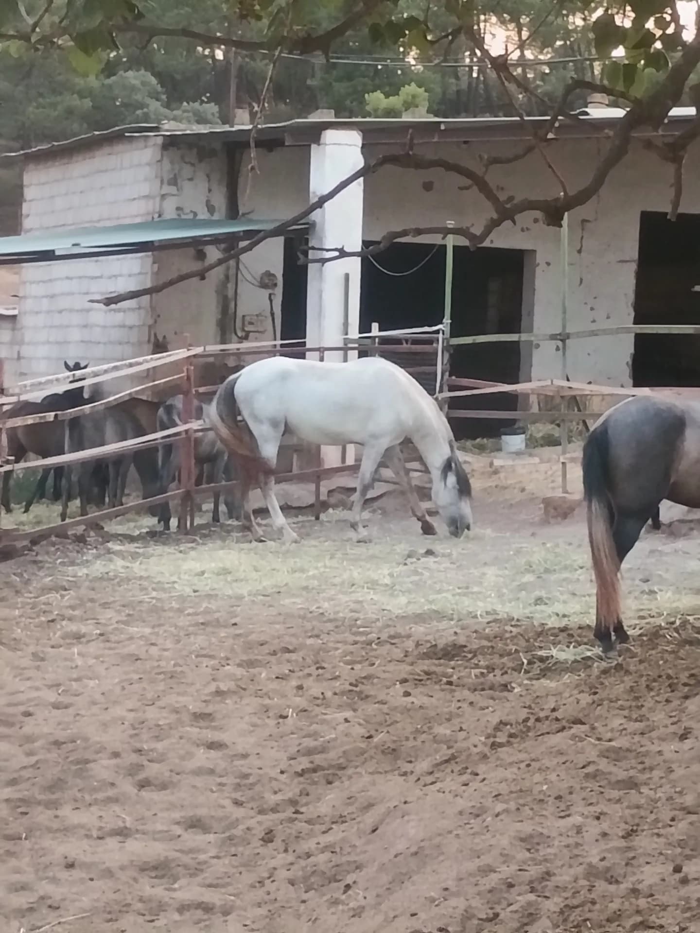 PRE foals aged 1 to 4 years — Venta de los Santos (Jaen), ES — 1