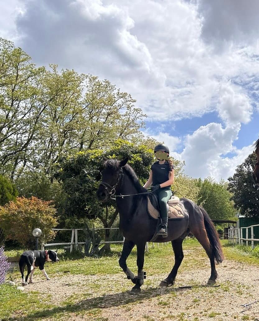 Pony da salto 143cm