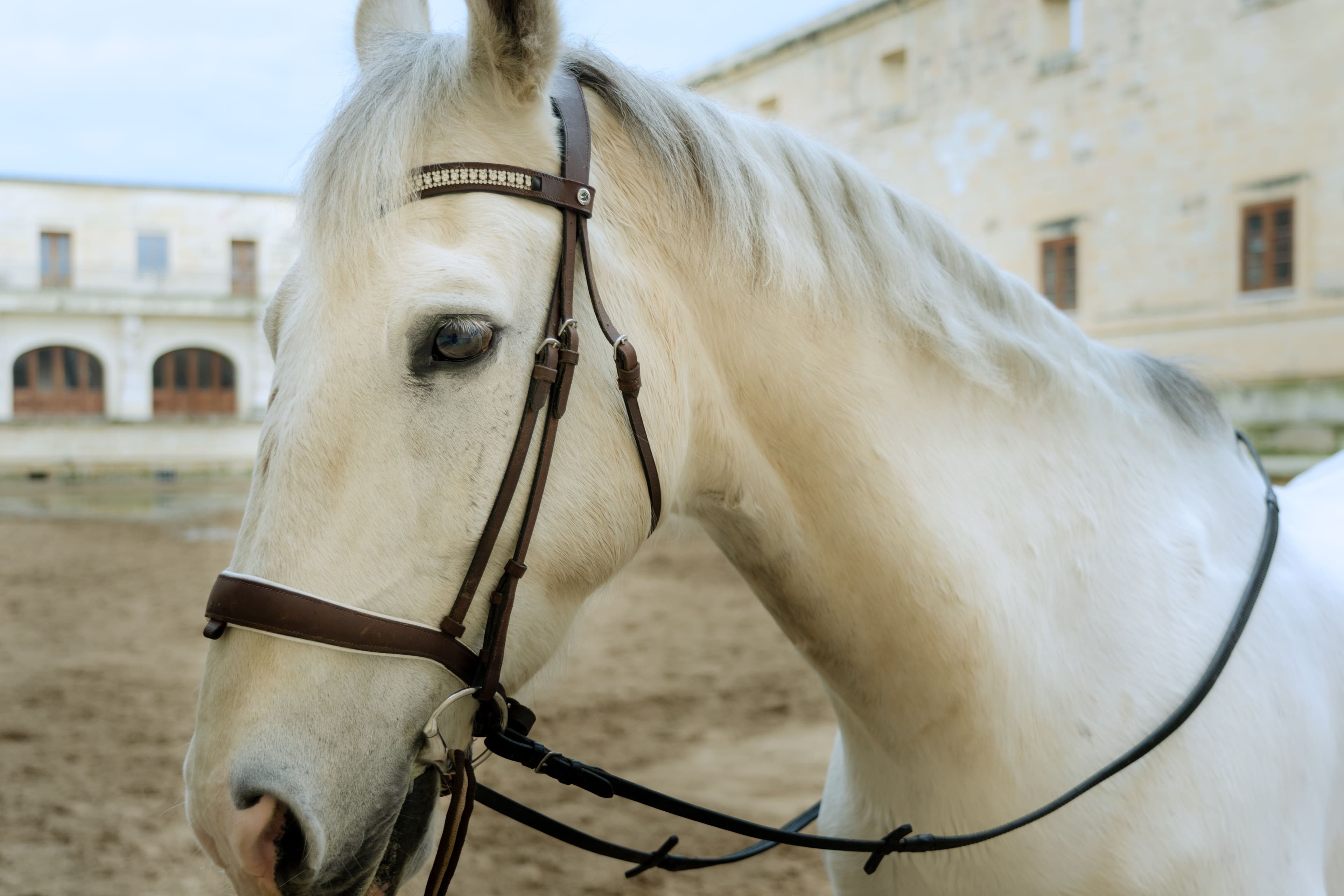 Dyon Anatomic Bridle