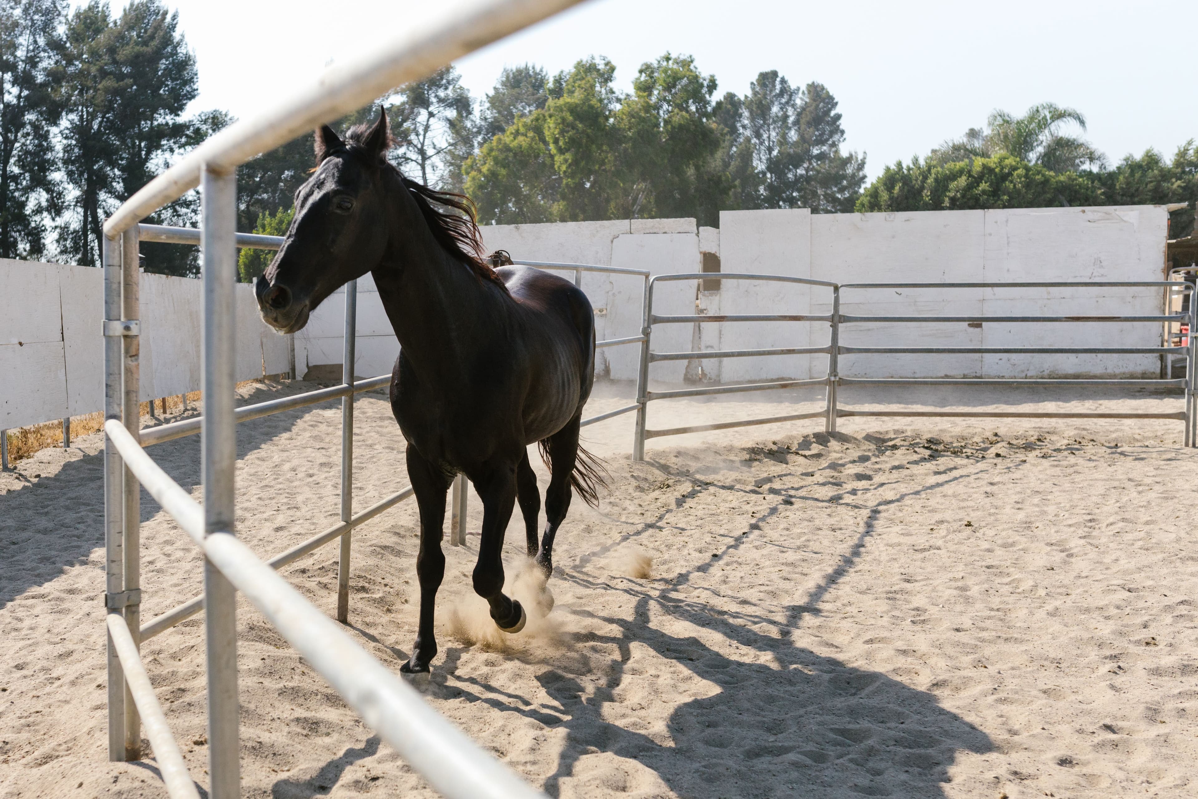 HIT Active 5-Horse Walker