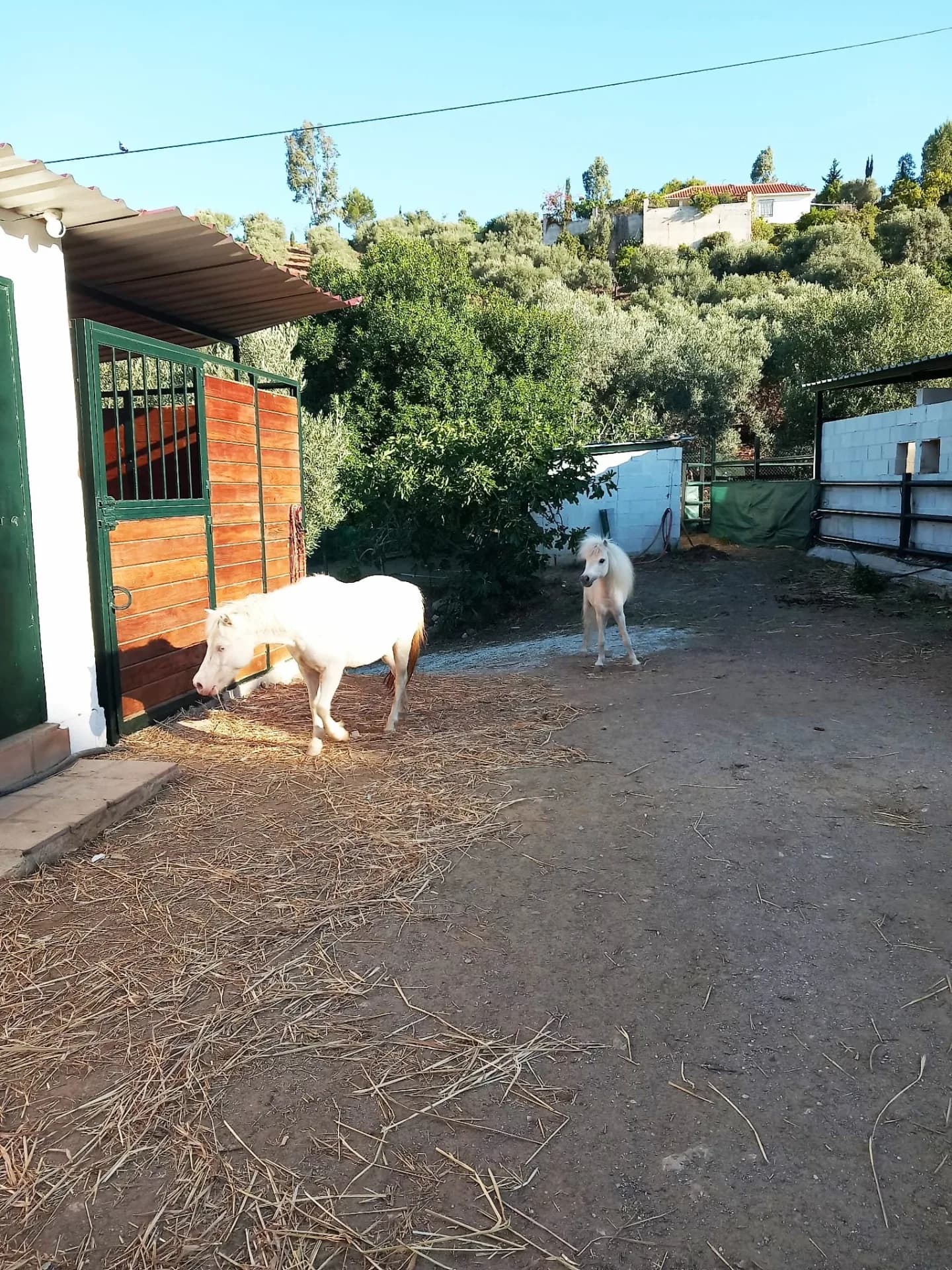 AMERICAN MINIATURE HORSES – CONDICIONES ESPECIALMENTE VENTAJOSAS