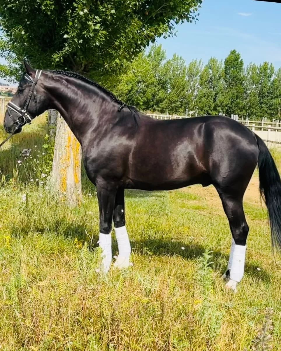 Venta Caballo Semental Lusitano