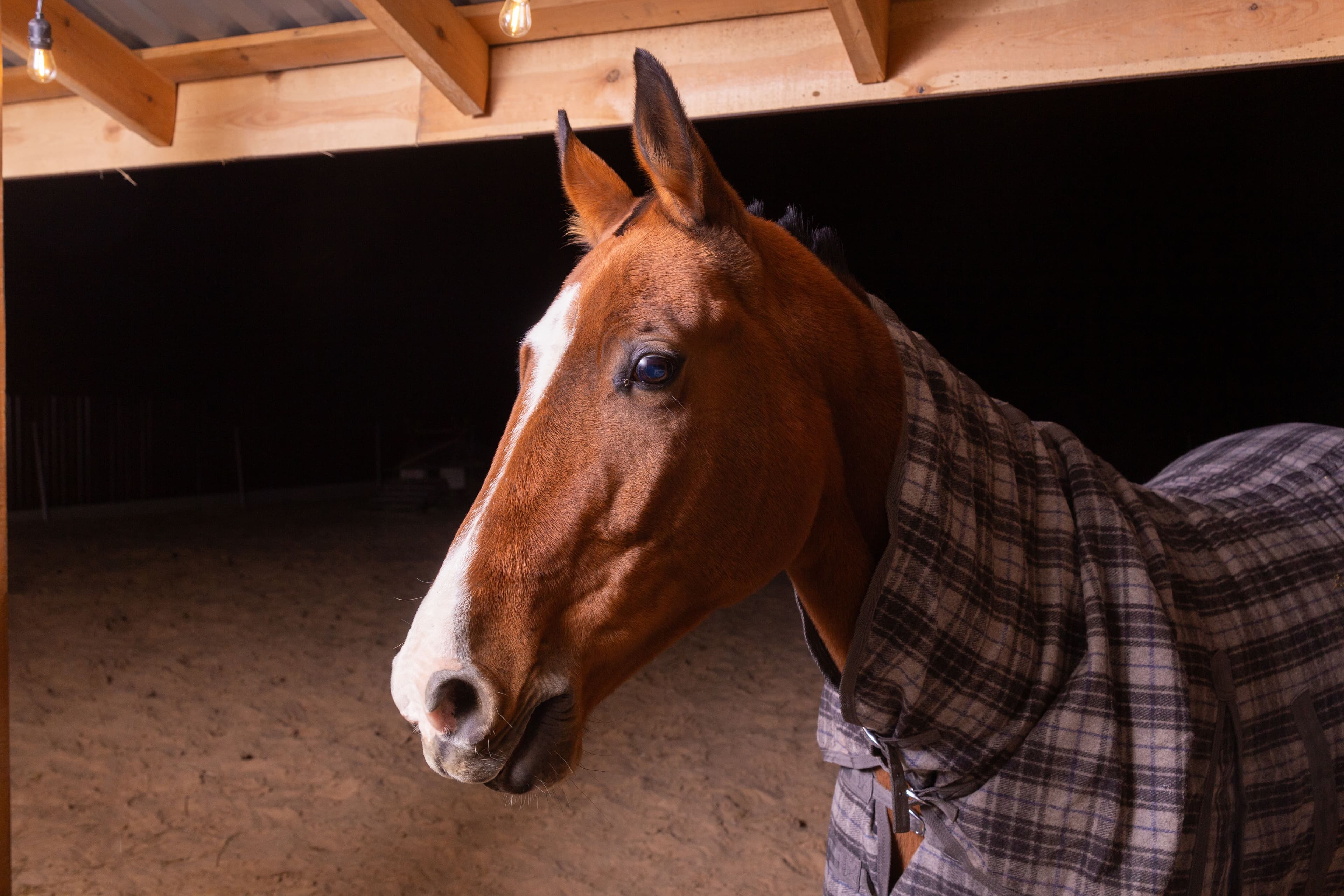 Horseware Rambo Stable Rug Bundle